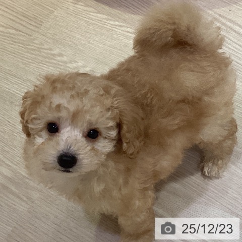 岡山県のトイプードル(トイ) (ペットプラス 岡山店/2025年10月14日生まれ/男の子/アプリコット)の子犬の3枚目の画像