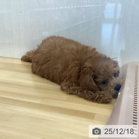 香川県のトイプードル(トイ) (ペットプラス 高松店/2025年10月11日生まれ/男の子/レッド)の子犬の3枚目の画像