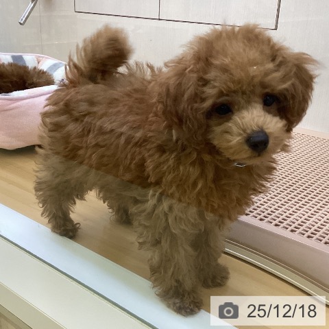 香川県のトイプードル(トイ) (ペットプラス 高松店/2025年10月11日生まれ/男の子/レッド)の子犬の4枚目の画像