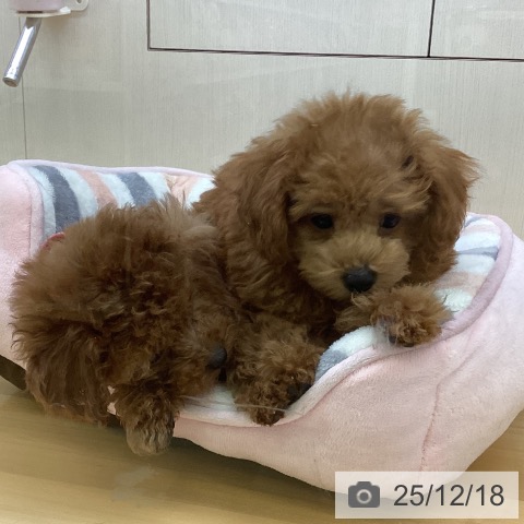 香川県のトイプードル(トイ) (ペットプラス 高松店/2025年10月11日生まれ/男の子/レッド)の子犬の3枚目の画像