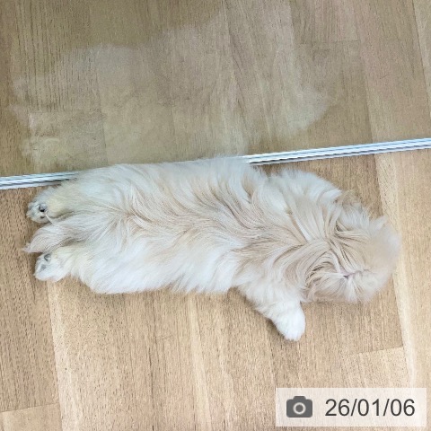 愛媛県のペキニーズ (ペットプラス 新居浜店/2025年10月15日生まれ/男の子/クリーム)の子犬の4枚目の画像