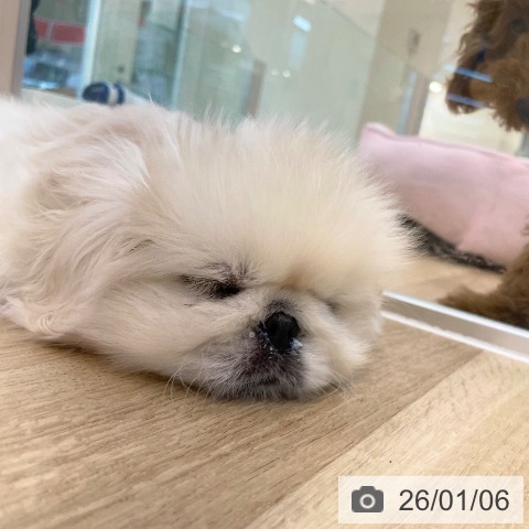 愛媛県のペキニーズ (ペットプラス 新居浜店/2025年10月15日生まれ/男の子/クリーム)の子犬の3枚目の画像