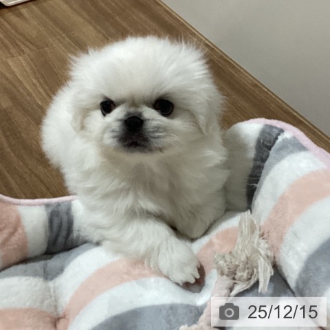 ペキニーズの写真