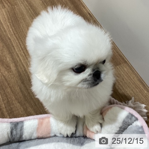 ペキニーズの写真