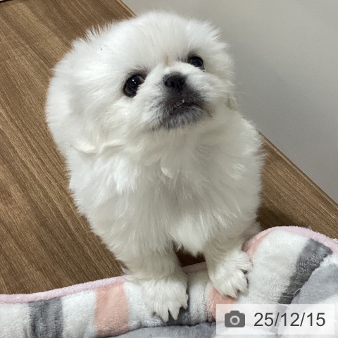 鳥取県のペキニーズ (ペッツワン 日吉津店/2025年10月15日生まれ/男の子/ホワイト)の子犬の4枚目の画像