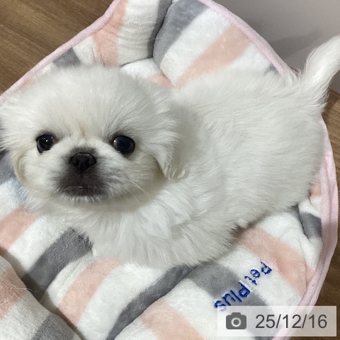 ペキニーズの写真