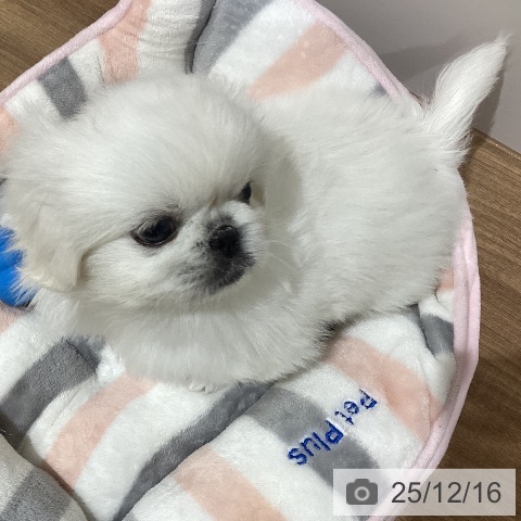 ペキニーズの写真