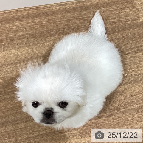 鳥取県のペキニーズ (ペッツワン 日吉津店/2025年10月15日生まれ/男の子/ホワイト)の子犬の4枚目の画像