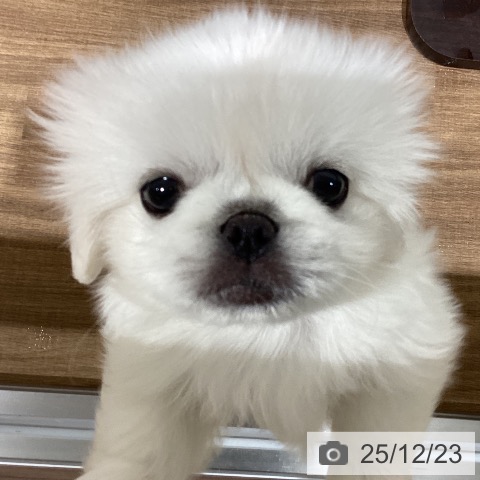 鳥取県のペキニーズ (ペッツワン 日吉津店/2025年10月15日生まれ/男の子/ホワイト)の子犬の3枚目の画像
