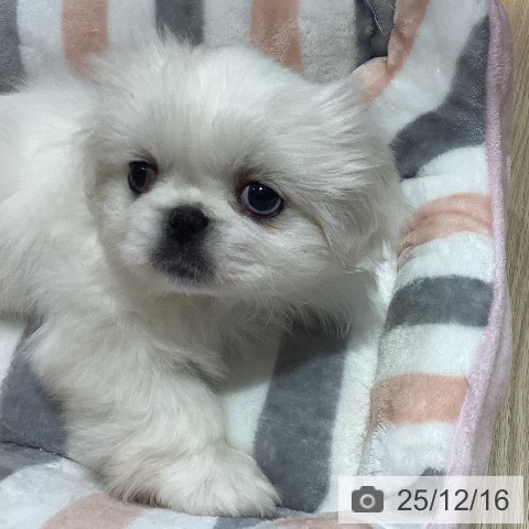 ペキニーズの写真