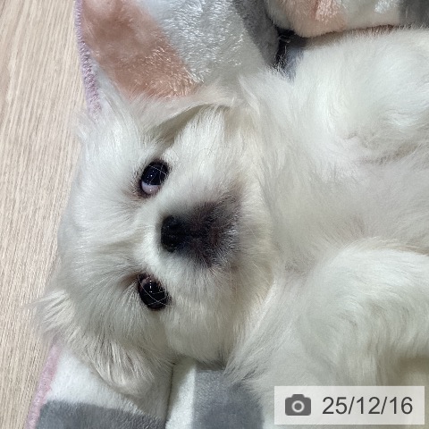 ペキニーズの写真