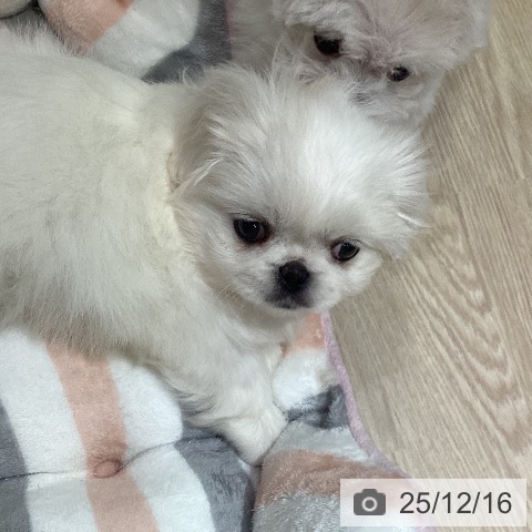 ペキニーズの写真
