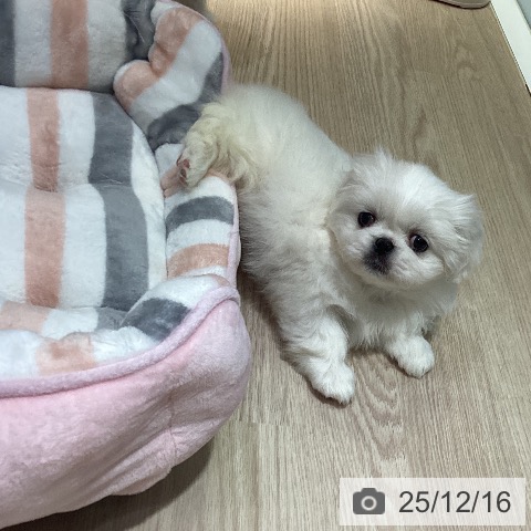 岡山県のペキニーズ (ペットプラス 岡山店/2025年10月15日生まれ/女の子/ホワイト)の子犬の4枚目の画像