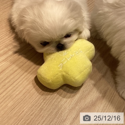 岡山県のペキニーズ (ペットプラス 岡山店/2025年10月15日生まれ/女の子/ホワイト)の子犬の3枚目の画像