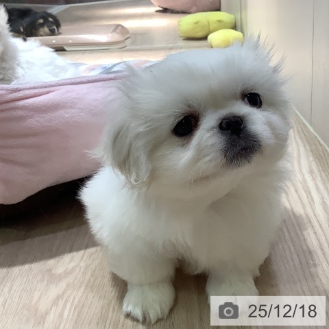 岡山県のペキニーズ (ペットプラス 岡山店/2025年10月15日生まれ/女の子/ホワイト)の子犬の3枚目の画像