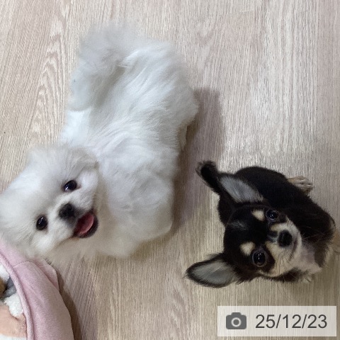 岡山県のペキニーズ (ペットプラス 岡山店/2025年10月15日生まれ/女の子/ホワイト)の子犬の3枚目の画像