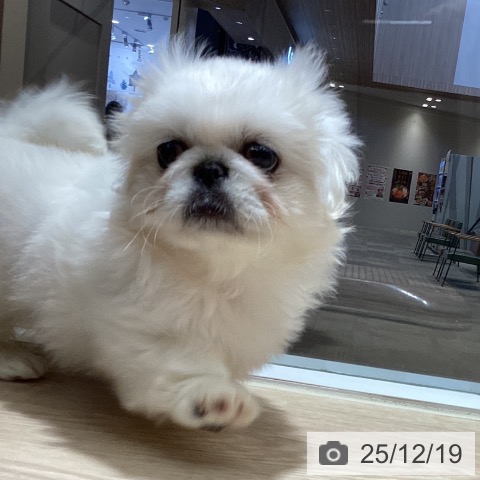 徳島県のペキニーズ (ペットプラス 徳島店/2025年10月15日生まれ/女の子/ホワイト)の子犬の4枚目の画像