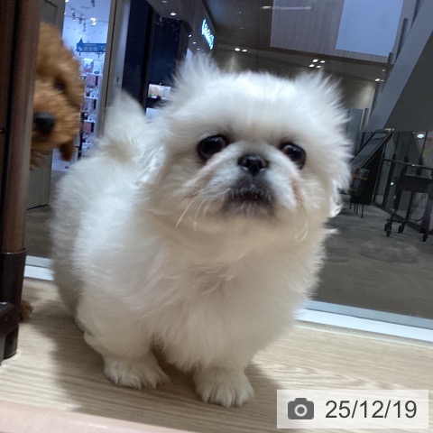 徳島県のペキニーズ (ペットプラス 徳島店/2025年10月15日生まれ/女の子/ホワイト)の子犬の3枚目の画像