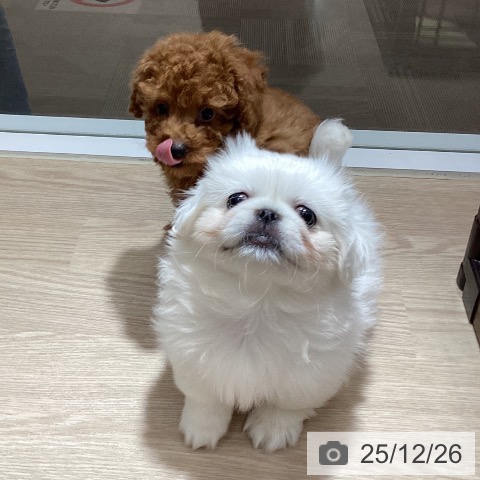 徳島県のペキニーズ (ペットプラス 徳島店/2025年10月15日生まれ/女の子/ホワイト)の子犬の3枚目の画像