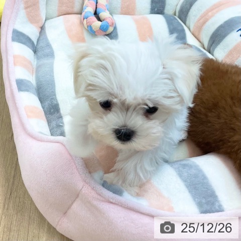 愛媛県のマルチーズ (ペットプラス 新居浜店/2025年10月15日生まれ/女の子/ホワイト)の子犬の4枚目の画像