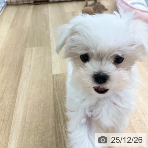 愛媛県のマルチーズ (ペットプラス 新居浜店/2025年10月15日生まれ/女の子/ホワイト)の子犬の3枚目の画像