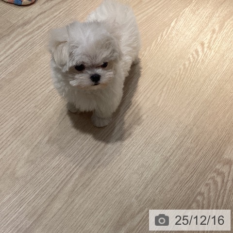 マルチーズの写真