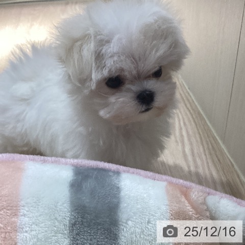 マルチーズの写真