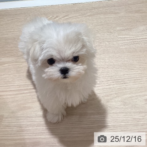 岡山県のマルチーズ (ペットプラス 岡山店/2025年10月15日生まれ/女の子/ホワイト)の子犬の4枚目の画像