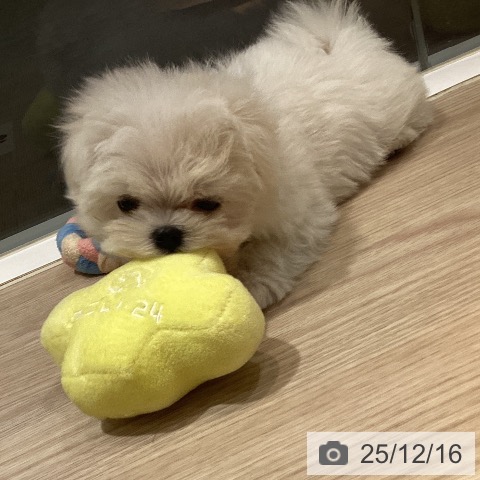 岡山県のマルチーズ (ペットプラス 岡山店/2025年10月15日生まれ/女の子/ホワイト)の子犬の3枚目の画像