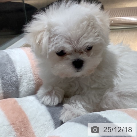 岡山県のマルチーズ (ペットプラス 岡山店/2025年10月15日生まれ/女の子/ホワイト)の子犬の3枚目の画像
