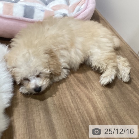 鳥取県のトイプードル(トイ) (ペッツワン 日吉津店/2025年10月9日生まれ/男の子/アプリコット)の子犬の3枚目の画像