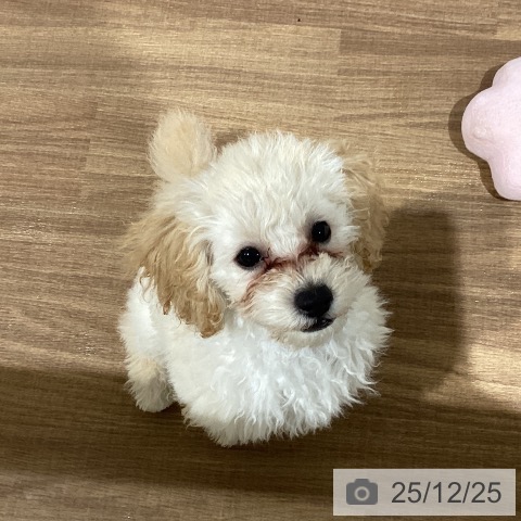 鳥取県のトイプードル(トイ) (ペッツワン 日吉津店/2025年10月9日生まれ/男の子/アプリコット)の子犬の3枚目の画像