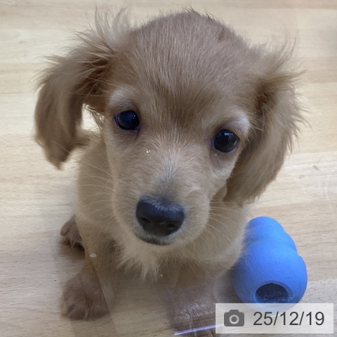 香川県のカニンヘンダックスフンド(ロング) (ペットプラス 綾川店/2025年10月15日生まれ/男の子/レディシュイエロー)の子犬の3枚目の画像