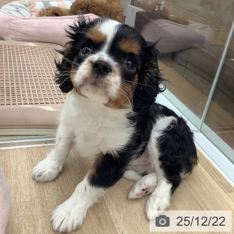 大阪府のキャバリアキングチャールズスパニエル (ペットプラス りんくう泉南店/2025年10月13日生まれ/女の子/トライカラー)の子犬の3枚目の画像