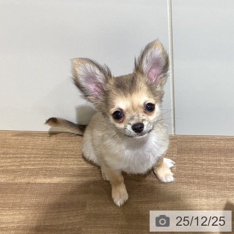 鳥取県のチワワ(ロング) (ペッツワン 日吉津店/2025年9月27日生まれ/男の子/フォーン)の子犬の4枚目の画像