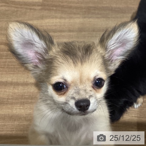 鳥取県のチワワ(ロング) (ペッツワン 日吉津店/2025年9月27日生まれ/男の子/フォーン)の子犬の3枚目の画像