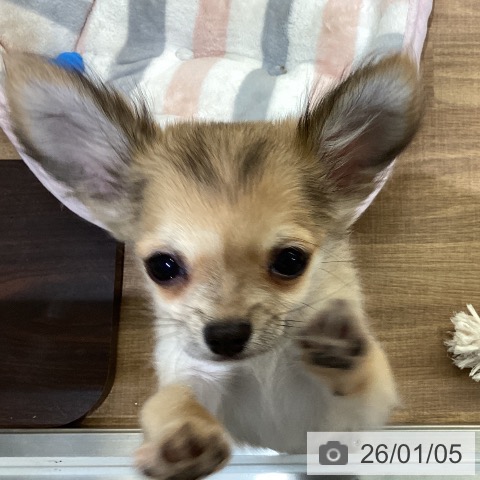 鳥取県のチワワ(ロング) (ペッツワン 日吉津店/2025年9月27日生まれ/男の子/フォーン)の子犬の4枚目の画像