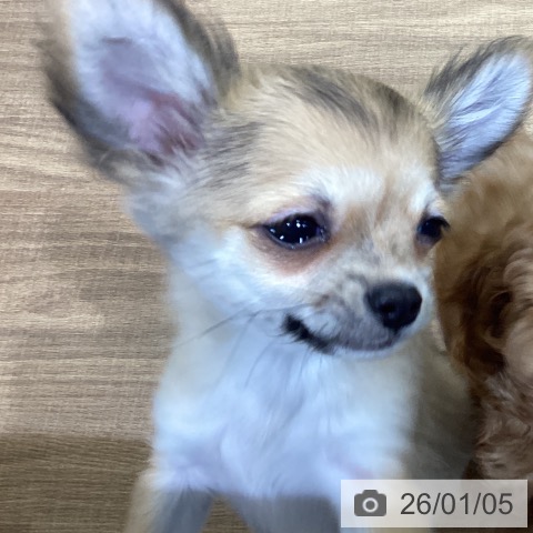 鳥取県のチワワ(ロング) (ペッツワン 日吉津店/2025年9月27日生まれ/男の子/フォーン)の子犬の3枚目の画像