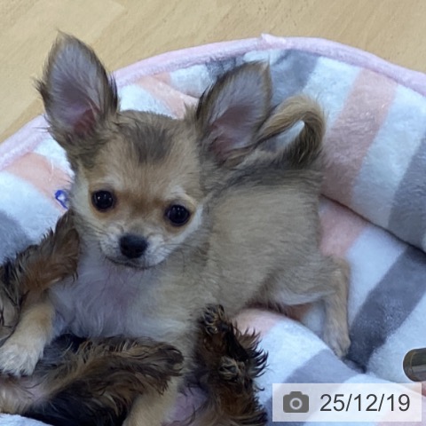 香川県のチワワ(ロング) (ペットプラス 綾川店/2025年9月27日生まれ/男の子/フォーン)の子犬の3枚目の画像