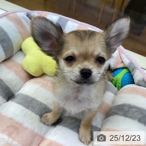 香川県のチワワ(ロング) (ペットプラス 綾川店/2025年9月27日生まれ/男の子/フォーン)の子犬の4枚目の画像