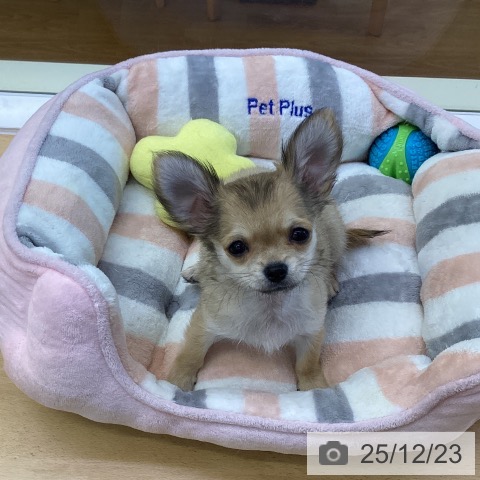 香川県のチワワ(ロング) (ペットプラス 綾川店/2025年9月27日生まれ/男の子/フォーン)の子犬の3枚目の画像