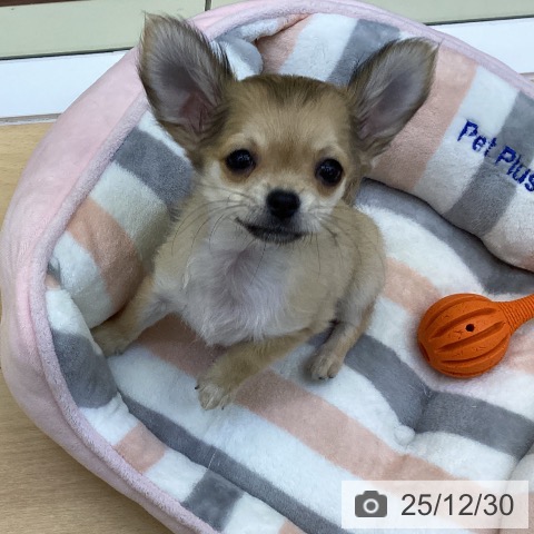 香川県のチワワ(ロング) (ペットプラス 綾川店/2025年9月27日生まれ/男の子/フォーン)の子犬の3枚目の画像