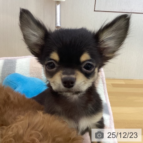 香川県のチワワ(ロング) (ペットプラス 高松店/2025年9月27日生まれ/男の子/ブラックタン)の子犬の3枚目の画像