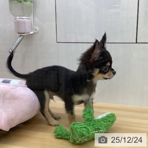 香川県のチワワ(ロング) (ペットプラス 高松店/2025年9月27日生まれ/男の子/ブラックタン)の子犬の3枚目の画像