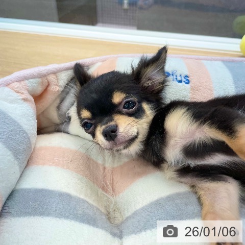 愛媛県のチワワ(ロング) (ペットプラス 新居浜店/2025年9月27日生まれ/男の子/ブラックタン)の子犬の4枚目の画像