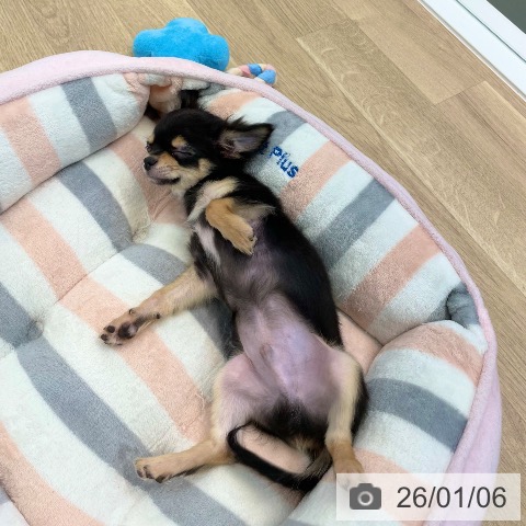 愛媛県のチワワ(ロング) (ペットプラス 新居浜店/2025年9月27日生まれ/男の子/ブラックタン)の子犬の3枚目の画像