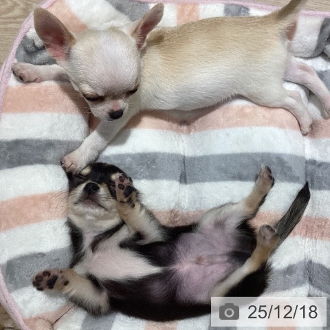 岡山県のチワワ(ロング) (ペットプラス 岡山店/2025年9月27日生まれ/男の子/トライカラー)の子犬の4枚目の画像