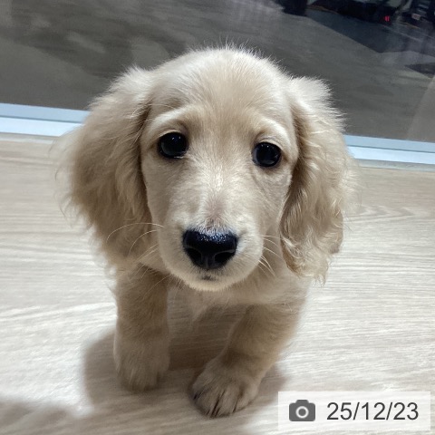 徳島県のミニチュアダックスフンド(ロング) (ペットプラス 徳島店/2025年10月15日生まれ/男の子/イエロー)の子犬の4枚目の画像