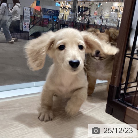 徳島県のミニチュアダックスフンド(ロング) (ペットプラス 徳島店/2025年10月15日生まれ/男の子/イエロー)の子犬の3枚目の画像