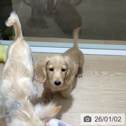 徳島県のミニチュアダックスフンド(ロング) (ペットプラス 徳島店/2025年10月15日生まれ/男の子/イエロー)の子犬の3枚目の画像